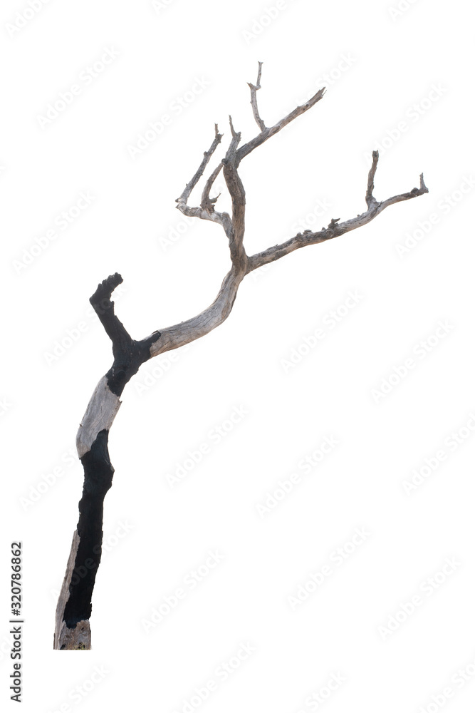 Dead tree isolated on white background Dead tree isolated on white background