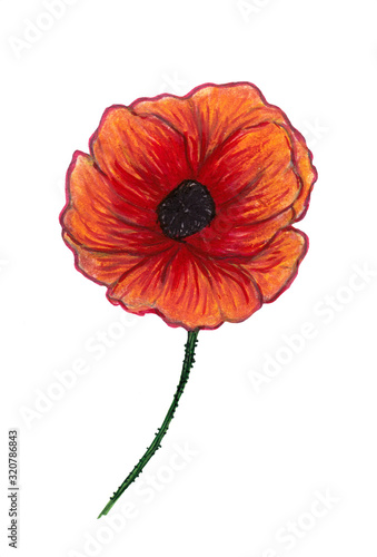 Bright red poppy isolated on white background. Beautiful flower. Pencil drawing. Hand drawn illustration