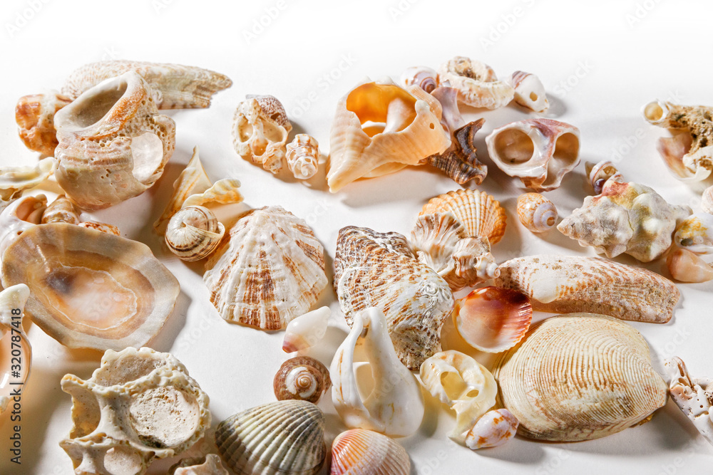 A collection of various sea shells resting on a white plane.