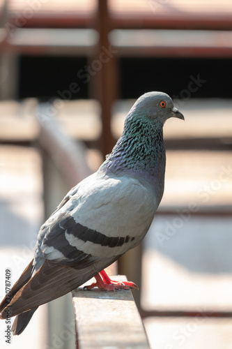 close-up portrait of a Pigeon