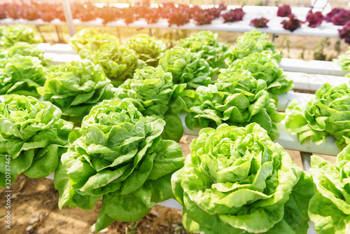 Butterhead Lettuce Hydroponic farm salad plants on water without soil agriculture in the greenhouse organic vegetable hydroponic system - Green lettuce salad growing in the garden