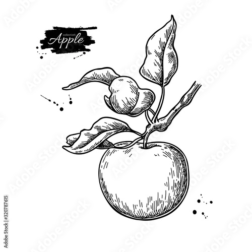 Apple vector drawing. Hand drawn tree branch with fruit and leaves. Summer food engraved style illustration.