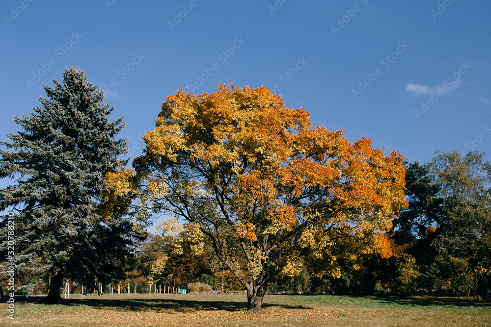 Big autumn oak and green grass on a meadow around