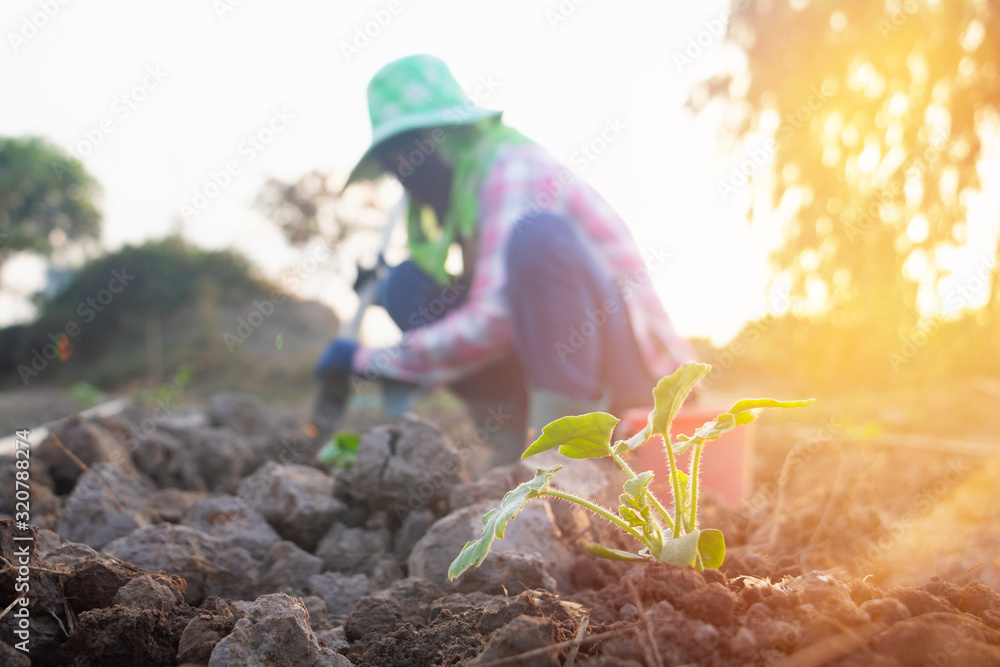 Naklejka premium Close up plant on the dry ground with light ray of the sun.Farmer working on field at sunset.Farm,garden,Photo concept working and gardening.