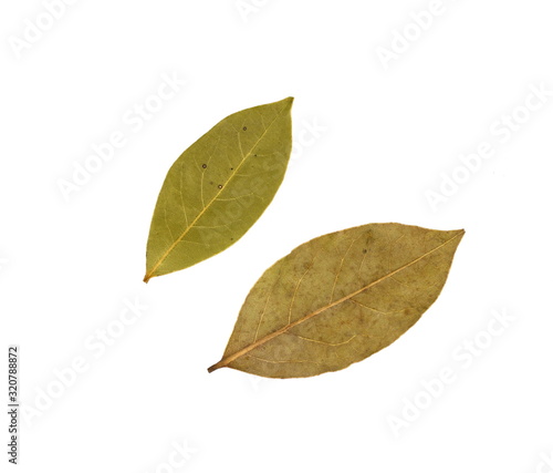 Bay leaves on white background. Spice aromatic.