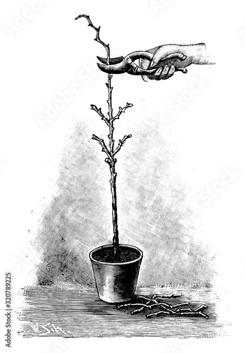 Antique vintage line art illustration, engraving or drawing of hand with clippers cutting young rose tree or plant in pot . From book Plants in Room, Prague, 1898.