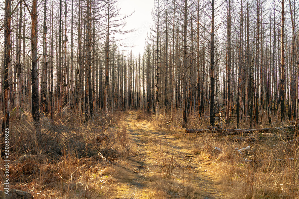 Dirt road passing a dead forest ravaged by a forest fire Dirt road passing a dead forest ravaged by a forest fire