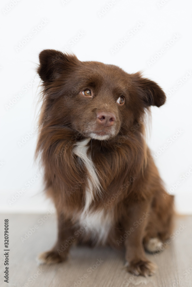 small brown dog looking sad