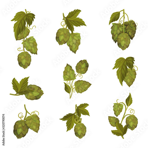 Fresh Hop Plants with Cones and Green Leaves Isolated on White Background Vector Set