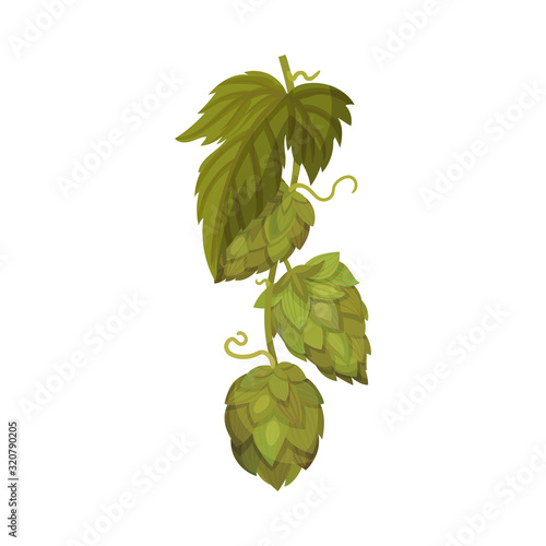 Hop Plant with Leaves and Cones Isolated on White Background