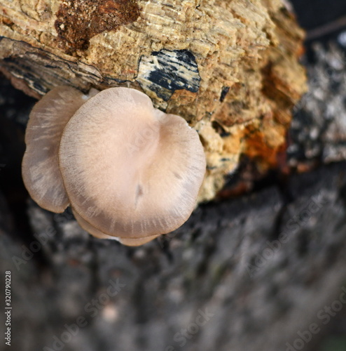 Oyster mushroom on the stump. 