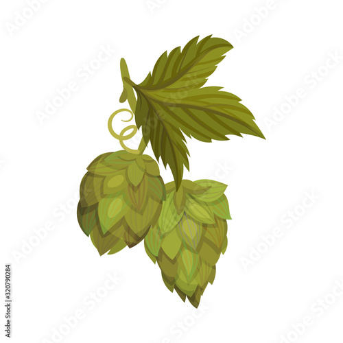 Hop Plant with Leaves and Cones Isolated on White Background