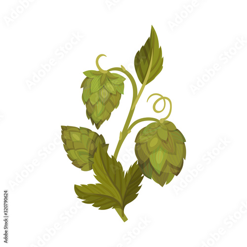 Fresh Hop Plant with Cones and Green Leaves Isolated on White Background Vector Illustration