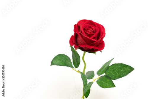Closeup red rose isolated on white background, for decoration and happy valentine day or symbol love with copy space
