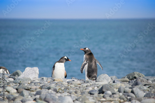 Two Gentoo Penguins, Pygoscelis Papua in love in Antarctica
