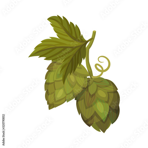 Hop Plant with Leaves and Cones Isolated on White Background Vector Element