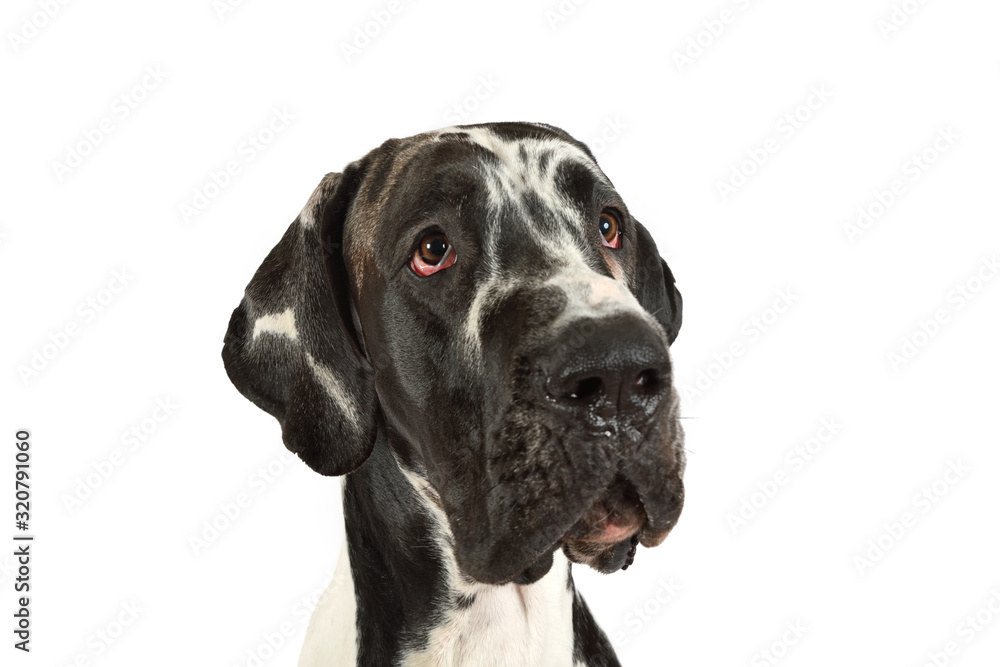 Portrait of a purebred great Dane dog - obrazy, fototapety, plakaty 