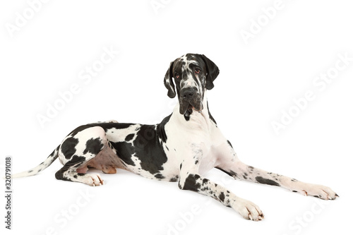 Dog breed great Dane on a white background