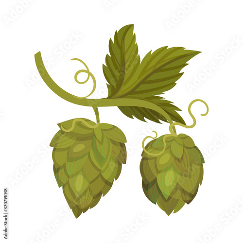 Fresh Hop Plant with Cone and Green Leaves Isolated on White Background Vector Illustration