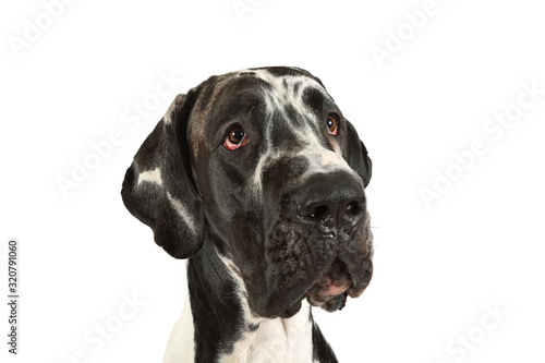 Portrait of a purebred great Dane dog