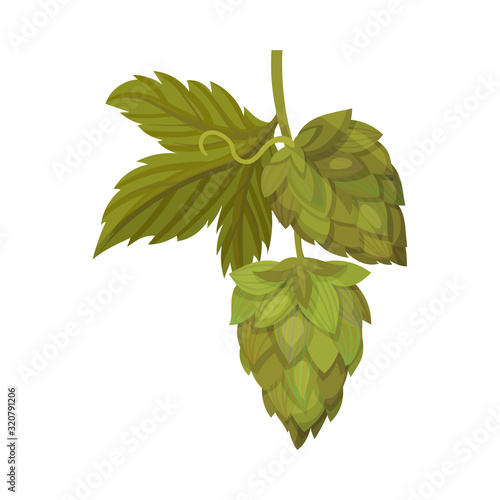Fresh Hop Plant with Cone and Green Leaves Isolated on White Background Vector Illustration