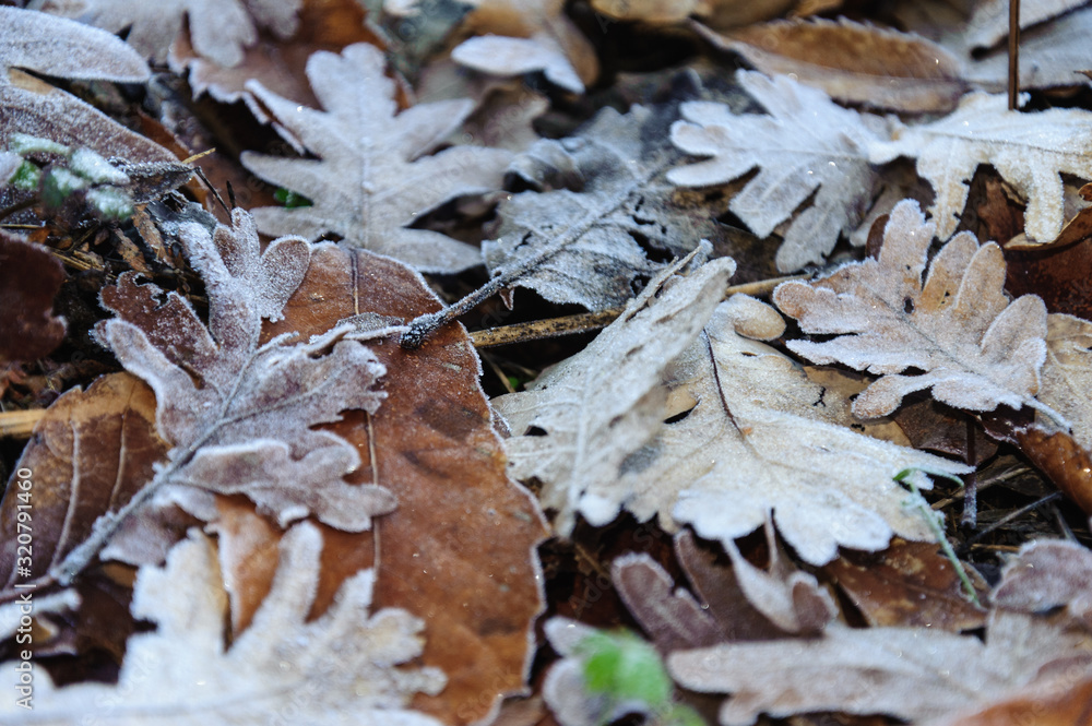 oak leaves in the forest with the morning frost oak leaves in the forest with the morning frost