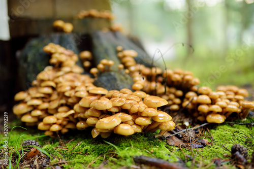 Honey Agaric mushrooms growing on a tree in autumn forest.