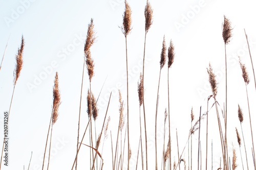 Φωτογραφία dry yellow grass texture against sky