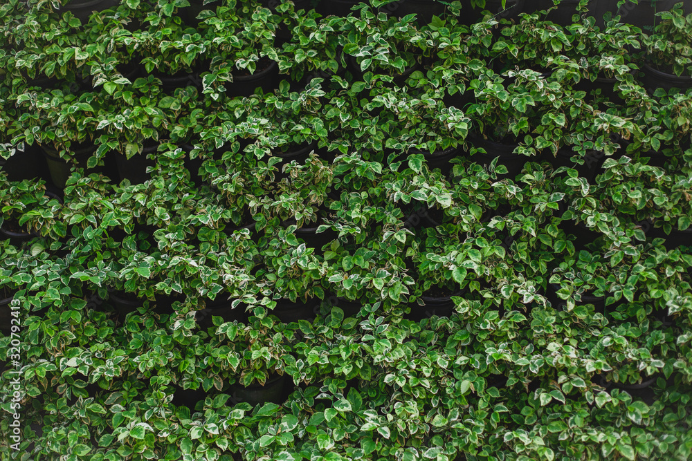 wall is full of Vegetation green color.  Beautiful vertical garden nature background