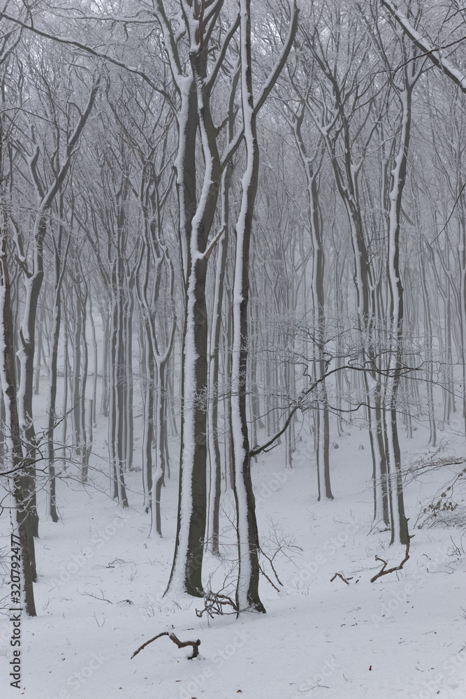Snowy oak forest with frozen trees in foggy weather Snowy oak forest with frozen trees in foggy weather