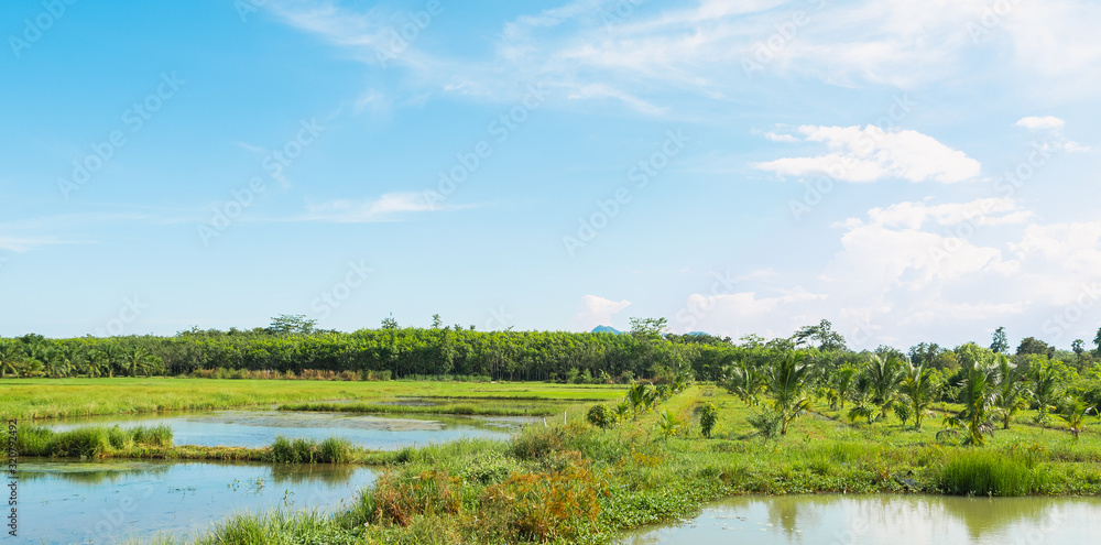 The natural landscape Rice field green grass blue sky cloud cloudy landscape background. 