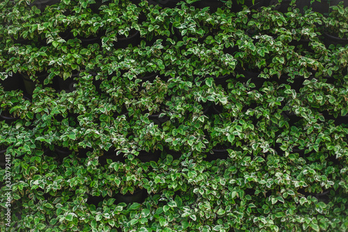 wall is full of Vegetation green color. Beautiful vertical garden nature background