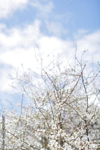 tree branches with white blooming flowers