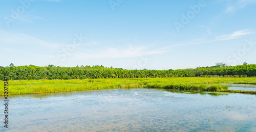 The natural landscape Rice field green grass blue sky cloud cloudy landscape background. I © Wattanadach