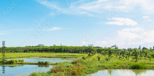 The natural landscape Rice field green grass blue sky cloud cloudy landscape background. 