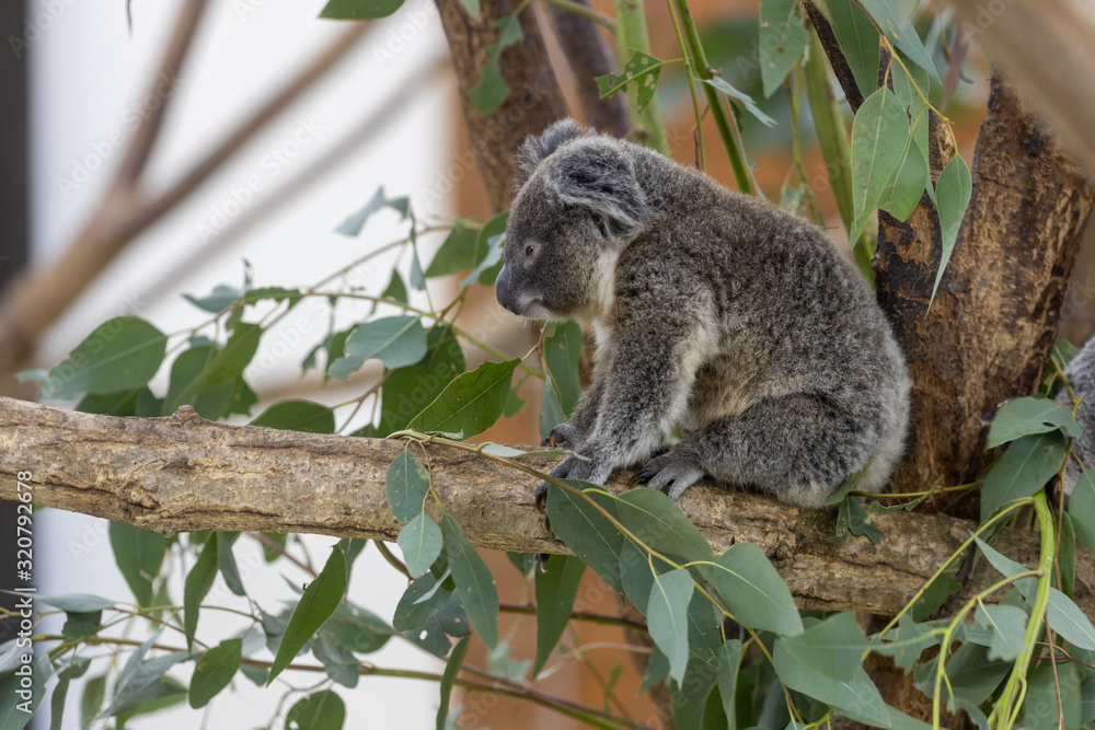 Fototapeta premium コアラの赤ちゃん