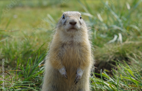 Tableau sur toile close-up portrait of a cute ground squirrel in the green field