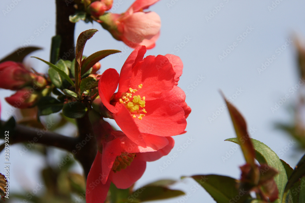 Obraz premium Red flowers of blooming Japanese Quince towards blue sky at spring season close up