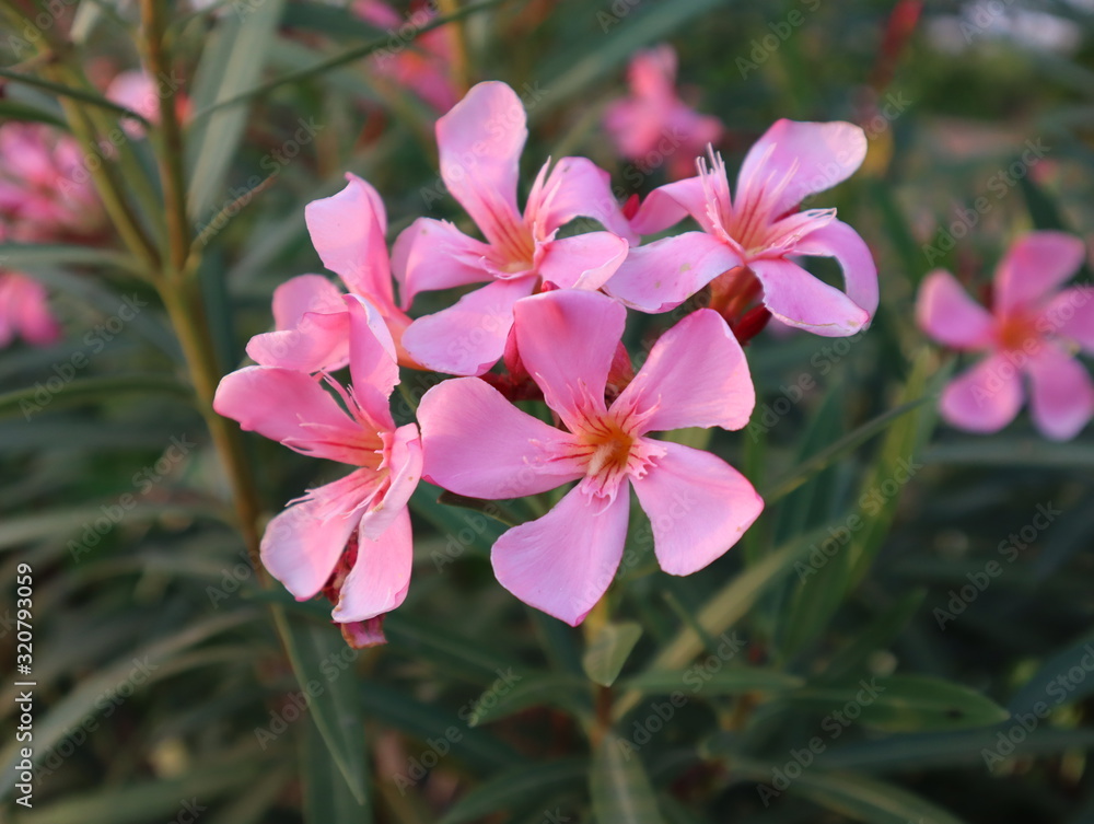 Blooming pink flower oleander outdoors in the summer garden Blooming pink flower oleander outdoors in the summer garden