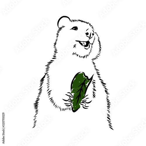 Australian quokka eating leaf, vector sketch illustration