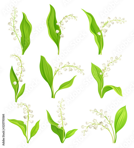 Lily of the Valley with Oblong Leaves and Flowers Vector Set