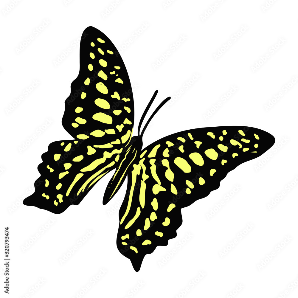 Obraz premium bright beautiful realistic butterfly, vector illustration