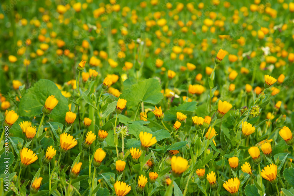 Beautiful Scenery Of Yellow Flower Meadow In Spring Season. Green Grass Background Or Texture