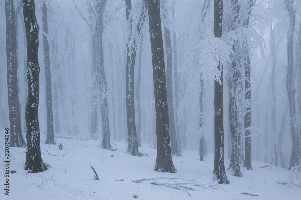 Old oak forest with frost in winter foggy weather Old oak forest with frost in winter foggy weather
