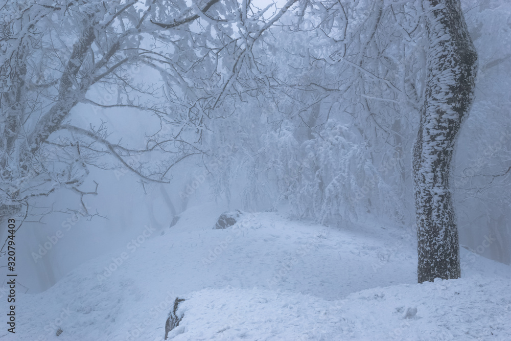 Obraz premium Old oak forest with frost in winter foggy weather