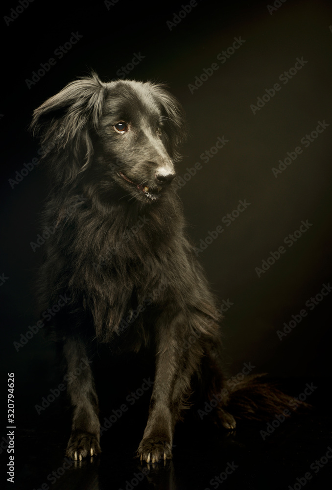 Fototapeta premium Studio shot of an adorable mixed breed dog