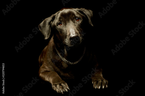 Wallpaper Mural Studio shot of an adorable mixed breed dog Torontodigital.ca