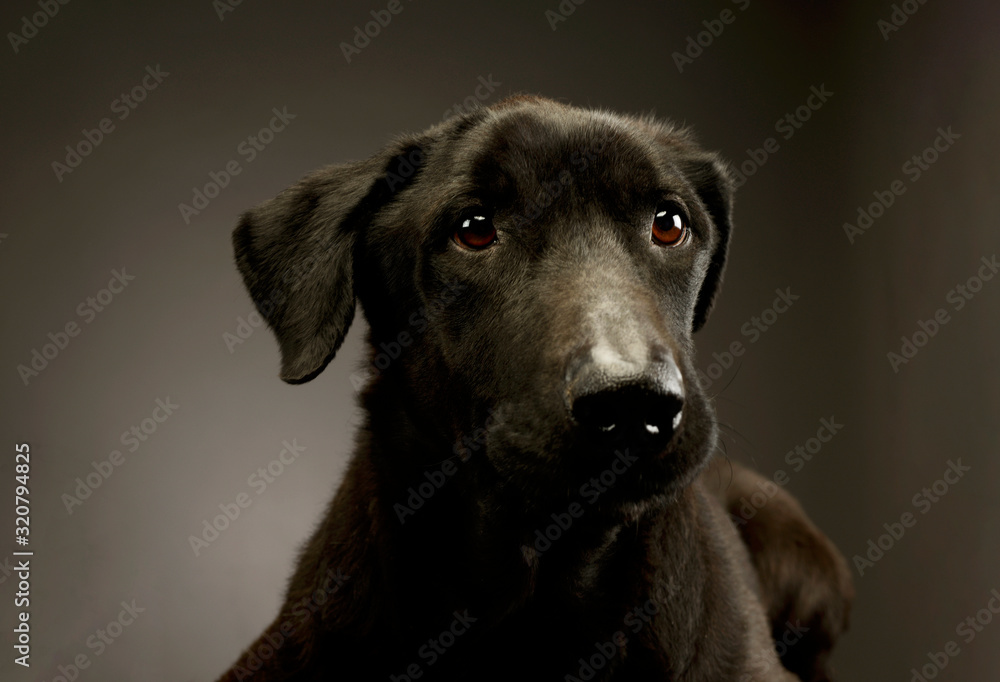 custom made wallpaper toronto digitalPortrait of an adorable mixed breed dog