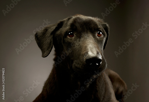 Wallpaper Mural Portrait of an adorable mixed breed dog Torontodigital.ca