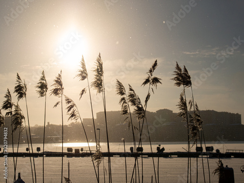 silhouetted reeds in direct sunlight by frozen lake